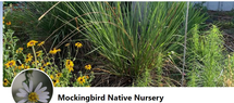Mockingbird Natives